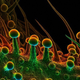 Image for article titled Photos of the Amazing and Gruesome World Under a Microscope